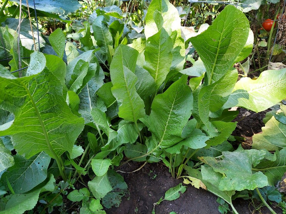 Horse Raddish Plants - Taking Orders Now