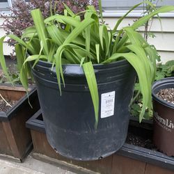 10 Gallon Bucket Of Iris - 