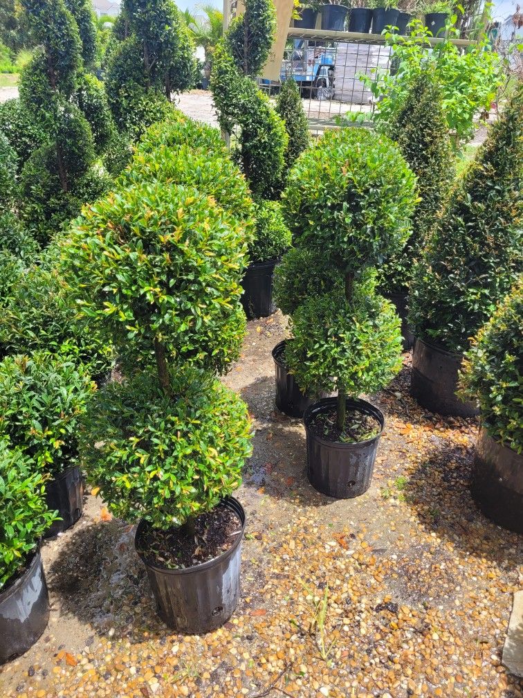 TOPIARIES SMALL 3GALLONS