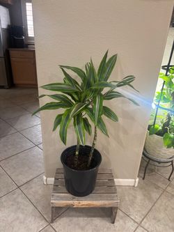 Dracaena Warneckii Live Indoor Plant
