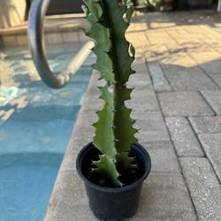 EUPHORBIA ERITREA/CATHEDRAL CACTUS 🌵 