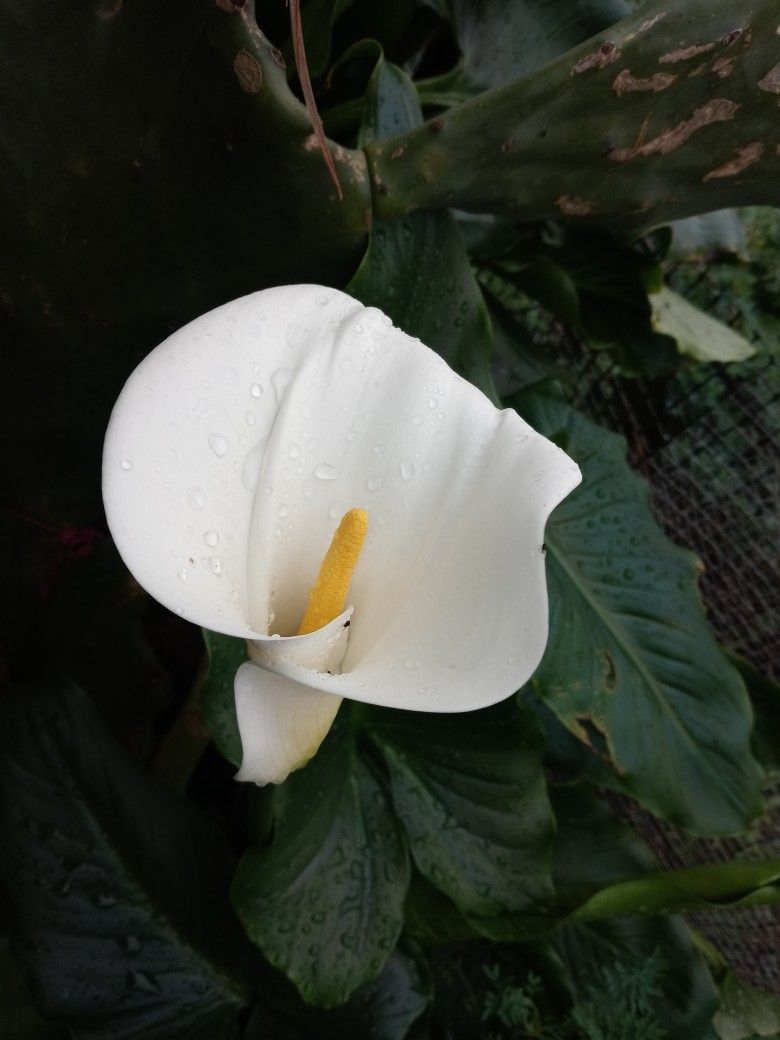 Planta de Cartuchos