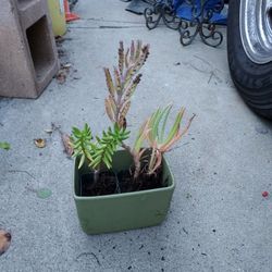 Succulants In Pottery, 3 Plants