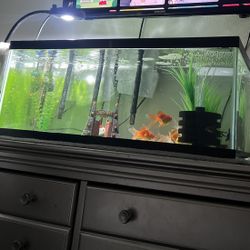 Fish Tank