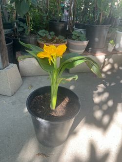 Canna Lily / Cannova Gold Leopard