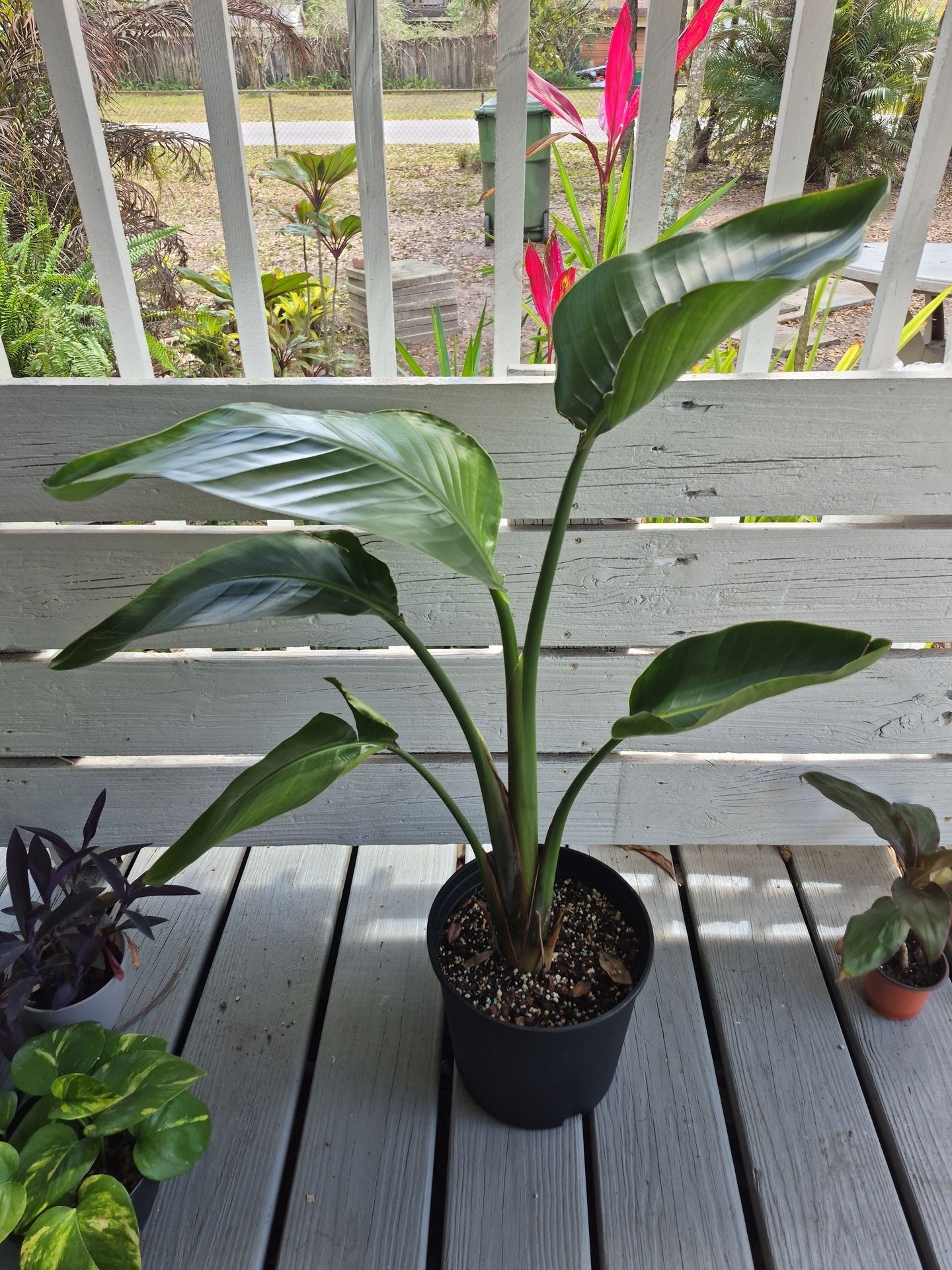White Bird of Paradise plant