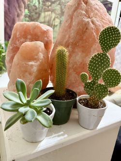 🩷🌵CUTE Little Bunny Ear Cactus& Succulent 🙏PLS READ DESCRIPTION $5 EACH🩷