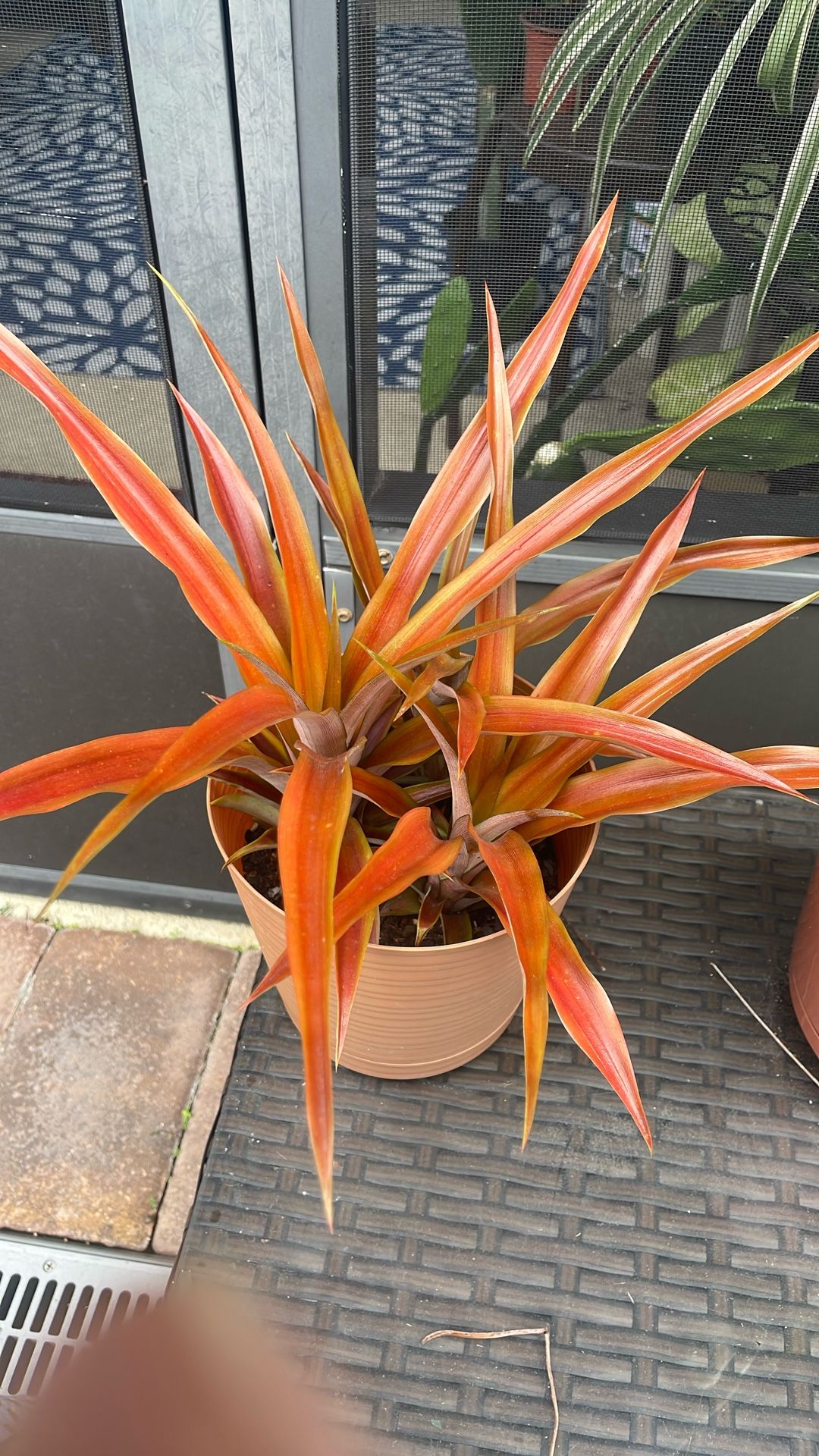 Pineapples 3 Plants In One Pot $10 Produce Miniature Pineapples