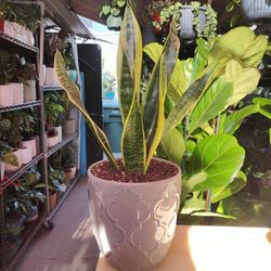 Snake Plant 