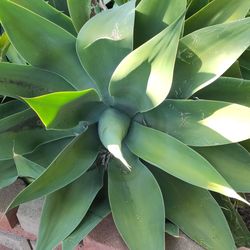 Free Foxtail Agaves