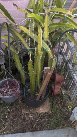 Dragon fruit plant