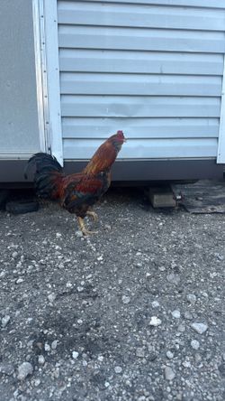 Pollos a la venta