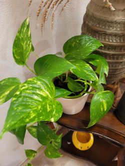 $10 pothos plant