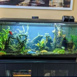 Fluval Flex 32 Gallon