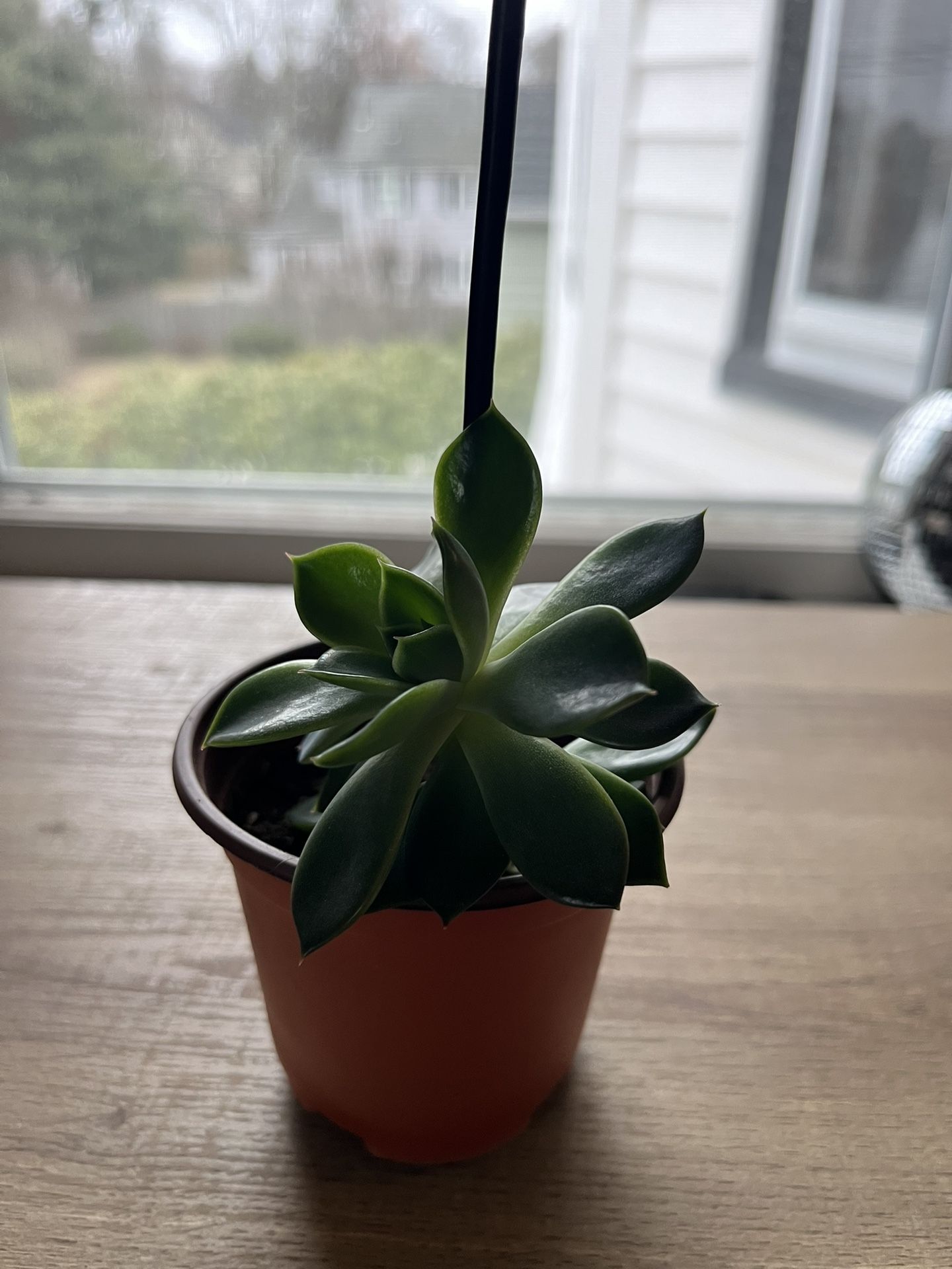 Full Succulent Plant