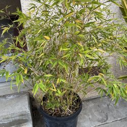 Bamboo In 15 Gallon Container