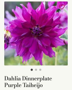 Dahlia Plants Dinnerplate Purple Taijha $5 each