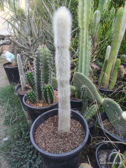 Oh man cactus plant