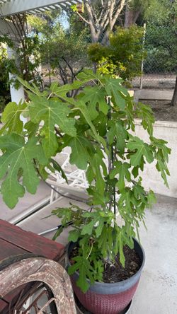 Fig Tree