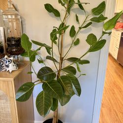 Ficus altissima variegated Plant