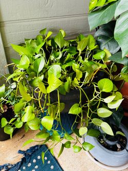 Golden photos plant