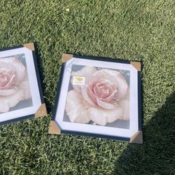 New Rose Pictures 