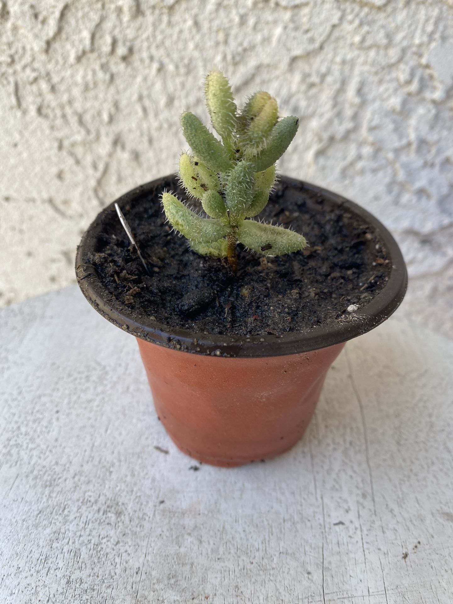 3 Inch Pot Succulent Plant - Rare Delosperma Echinatum - Pickle Plant Variegated - Rooted & Stablished - Drought Resistant 🪴