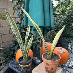 Snake Plant 🪴