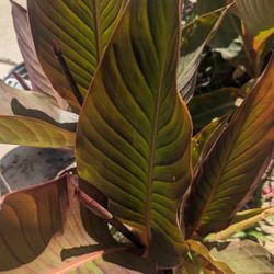 Almost 2 feet Tall TROPICAL CANNA LILY Plants 