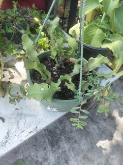 Curly Orchid Cactus