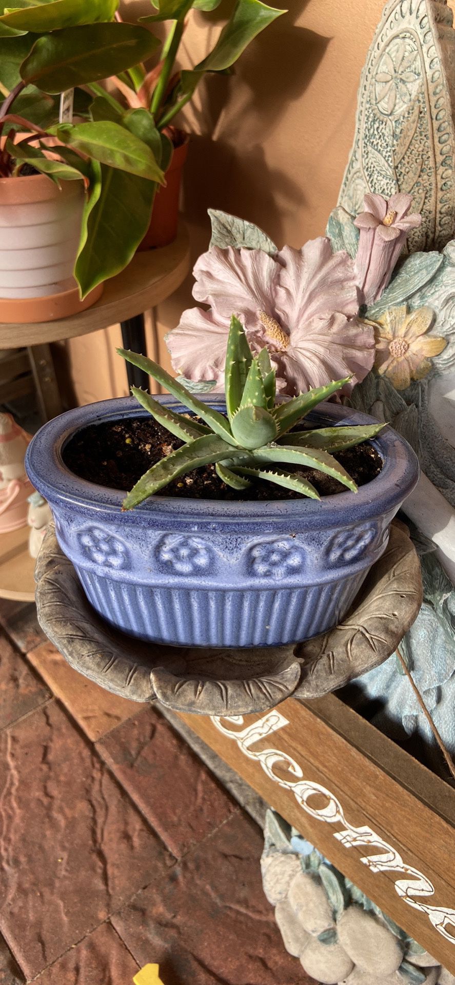 Succulent In A Blue Glaze Pot 