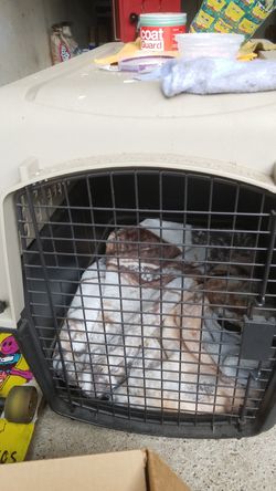 Dog carrier
