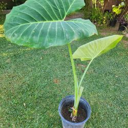Ears Elephant Plant