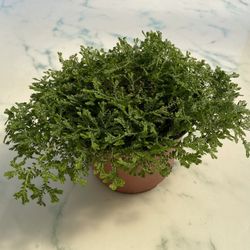 Green Spike Moss ‘Selaginella kraussiana’ (Out/In Door Life Plant)
