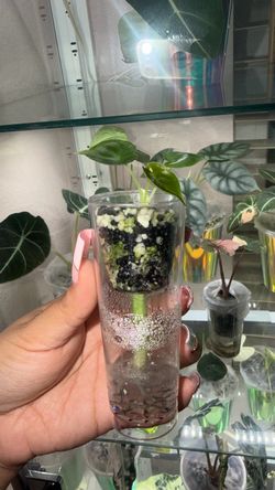 Alocasia golden bone