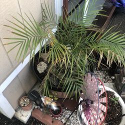 Pigmy Date Palm Plant W/ Planter And Rocks