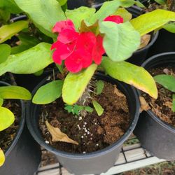 Coronas De Cristo Diferentes Colores 