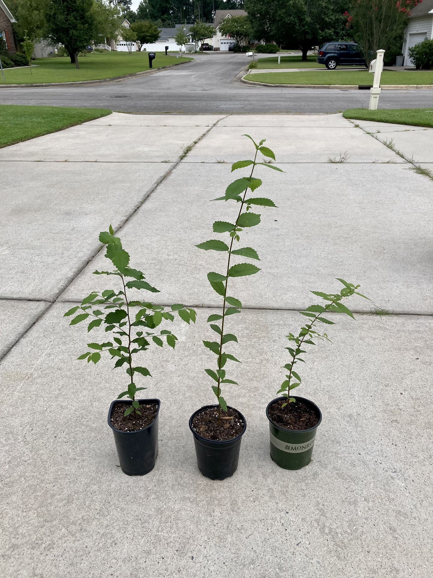 3 American Elm Trees