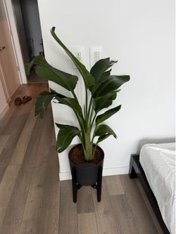 Plant
