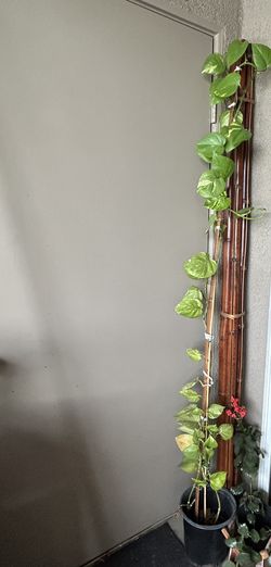 Golden Pothos Plant Live, Money Plant Indoor Outdoor  62”