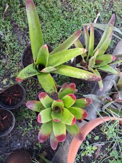Exotic plants 10.each