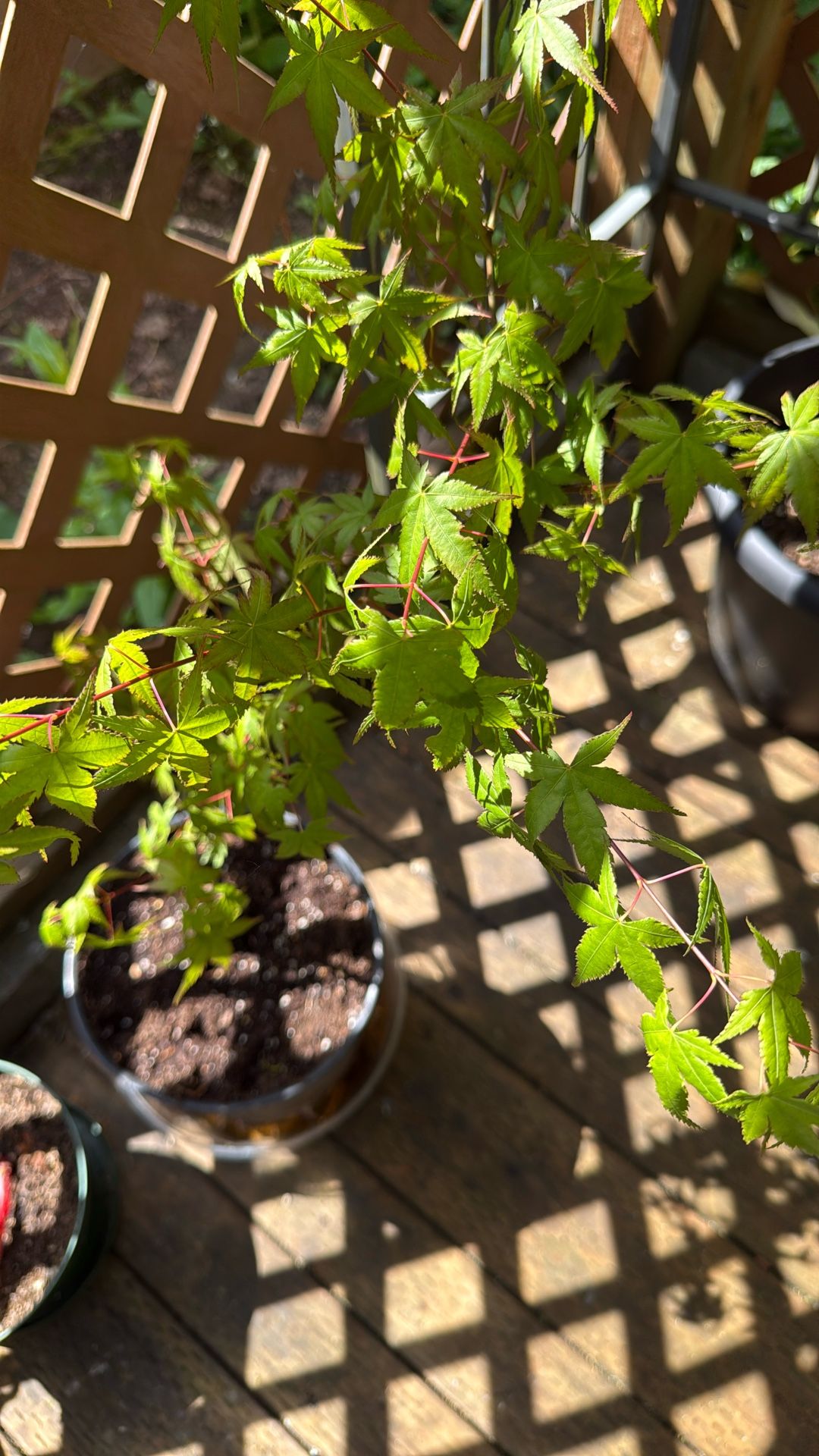 Japanese Maple