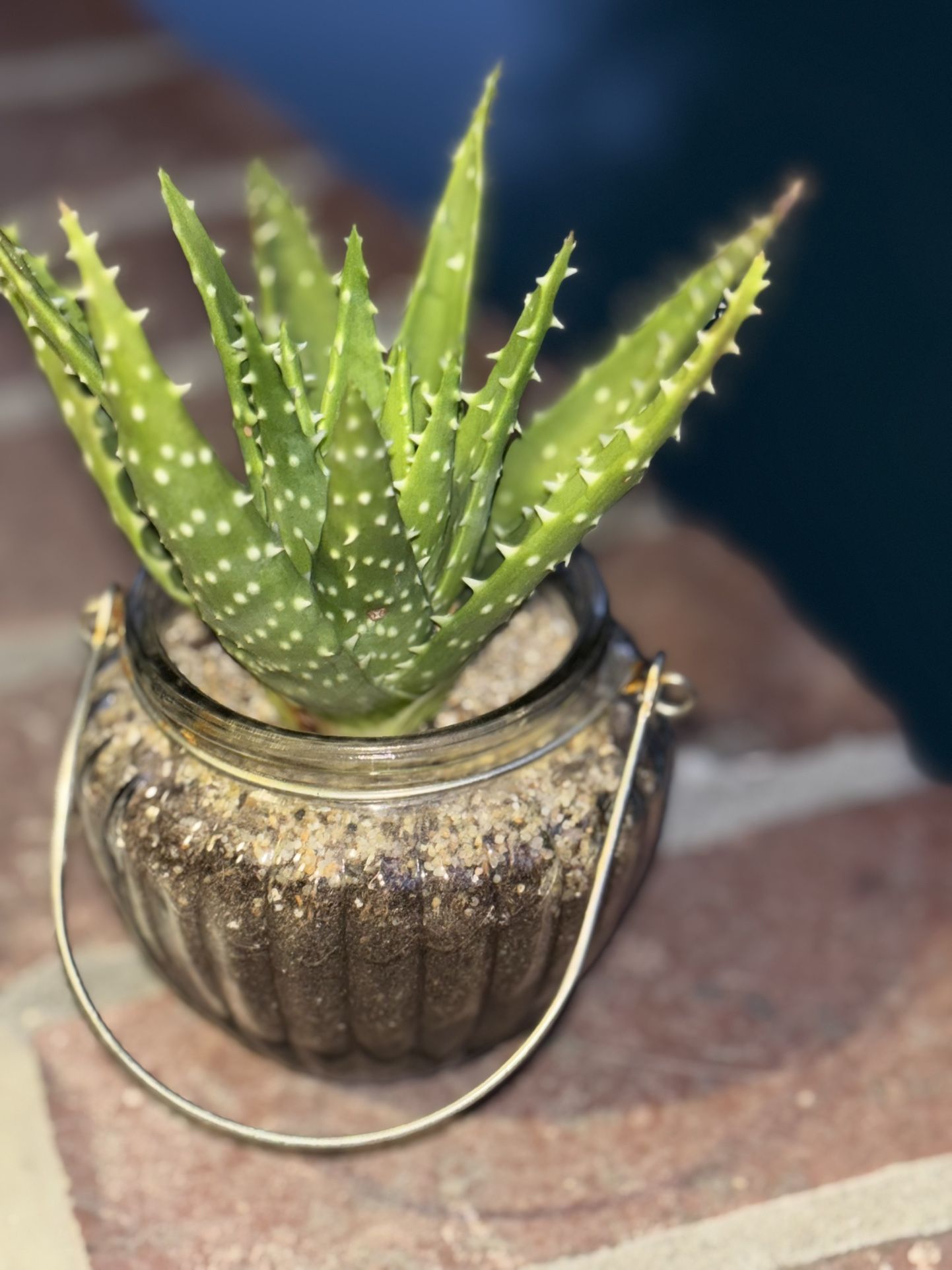 Succulent In decorative pot W/sand