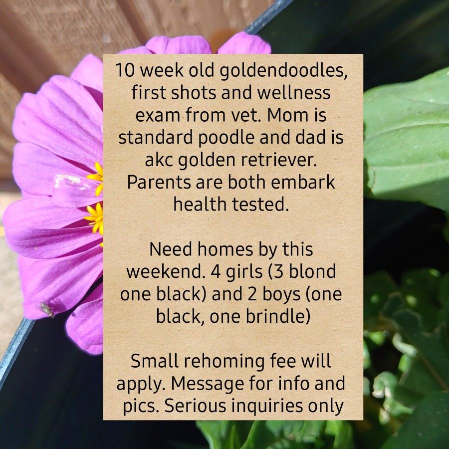 Goldendoodles Need Rehoming