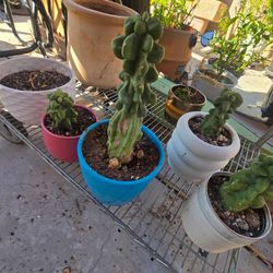 Totel pole cactus ( OBESE) in a pot