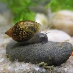 Aquarium Snails