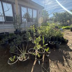 Plants Sale Closing 