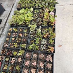Plants Succulents 