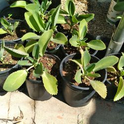 Kalanchoe 