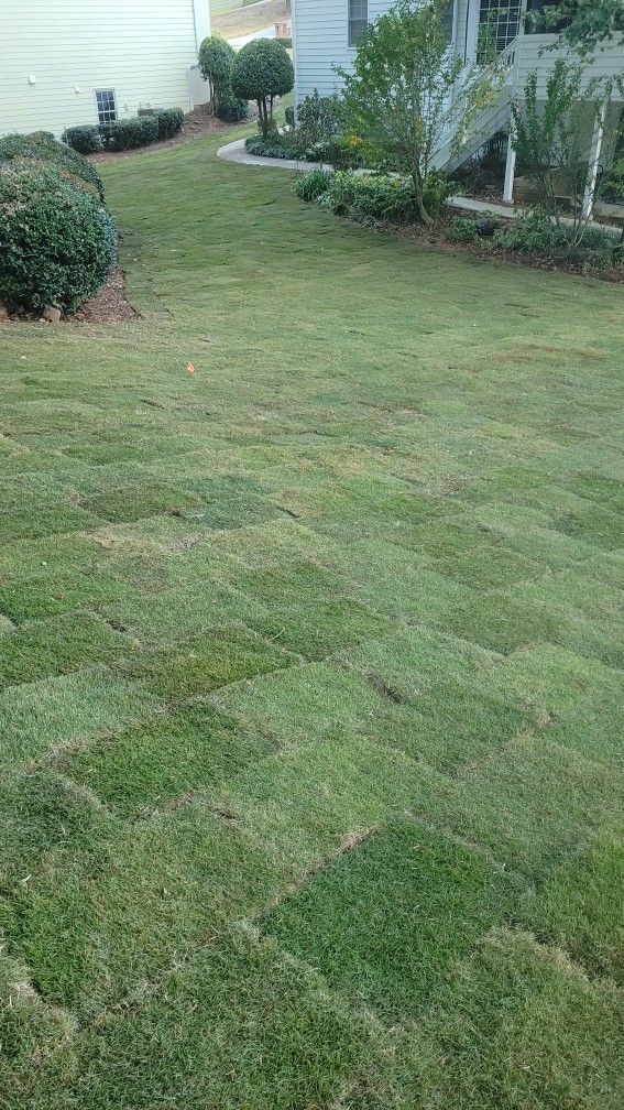 1 Pallet Of Emarld Zoysia